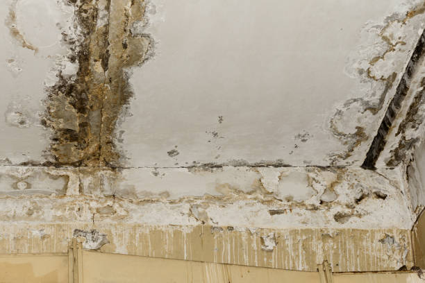 Best Asbestos and Lead Testing During Mold Inspection  in , OR